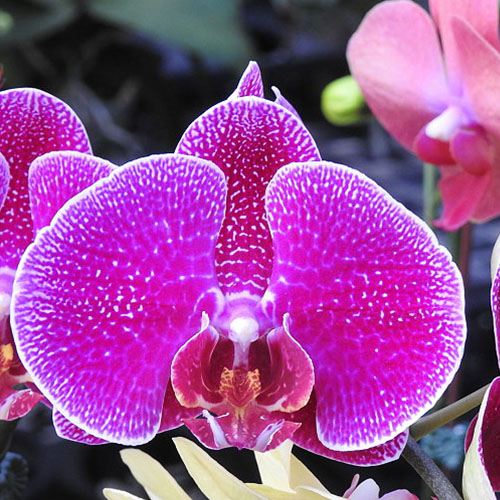 Phalaenopsis OX Prince B S Phalaenopsis OX Prince B S